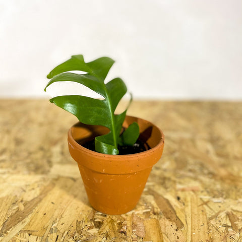 Terracotta Pots - Sprouts of Bristol