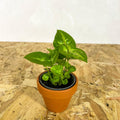 Terracotta Pots - Sprouts of Bristol