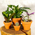 Terracotta Pots - Sprouts of Bristol