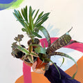 The Baby Plant Bundle - Sprouts of Bristol