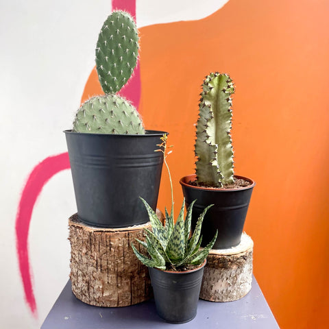 The Cacti & Succulent Plant Bundle - Sprouts of Bristol