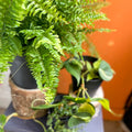 The Hanging & Trailing Plant Bundle - Sprouts of Bristol