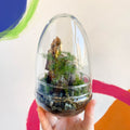 The Jungle Egg - Bioactive Terrarium - Sprouts of Bristol