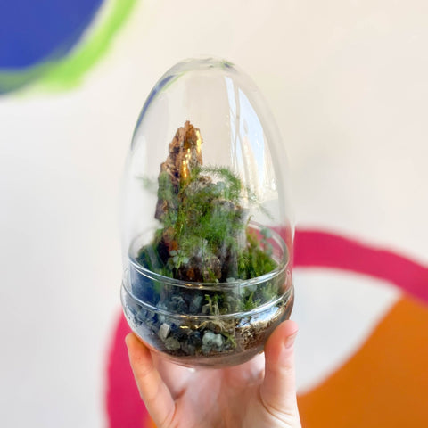 The Jungle Egg - Bioactive Terrarium - Sprouts of Bristol