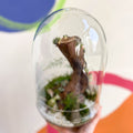 The Large Jungle Egg - Bioactive Terrarium - Sprouts of Bristol