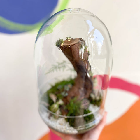 The Large Jungle Egg - Bioactive Terrarium - Sprouts of Bristol