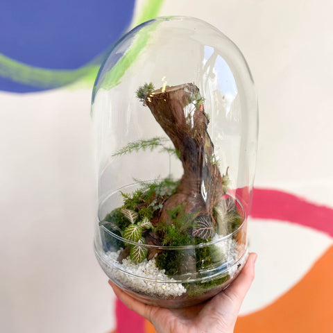 The Large Jungle Egg - Bioactive Terrarium - Sprouts of Bristol
