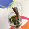 The Large Jungle Egg - Bioactive Terrarium - Sprouts of Bristol