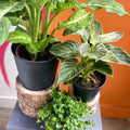 The Lush Tropical Plant Bundle - Sprouts of Bristol