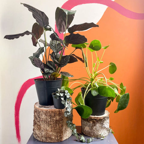 The Pet Friendly Plant Bundle - Sprouts of Bristol