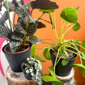 The Pet Friendly Plant Bundle - Sprouts of Bristol