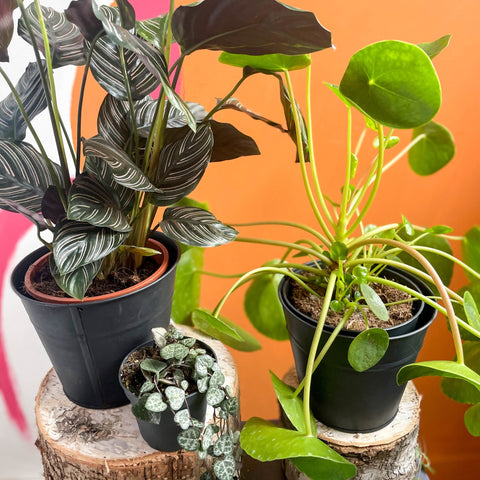 The Pet Friendly Plant Bundle - Sprouts of Bristol