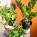 The Plant Novice Bundle - Sprouts of Bristol