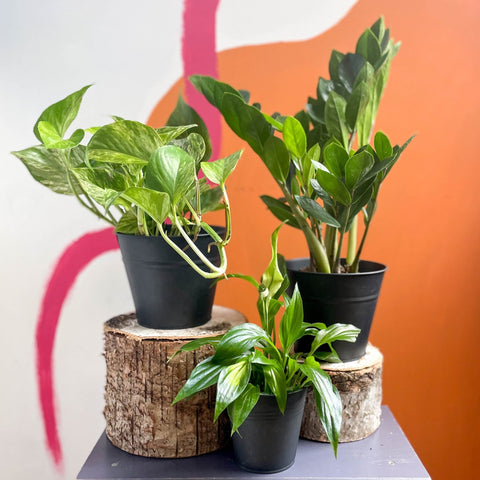 The Plant Novice Bundle - Sprouts of Bristol