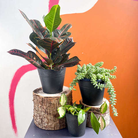 The Sunny Plant Bundle - Sprouts of Bristol