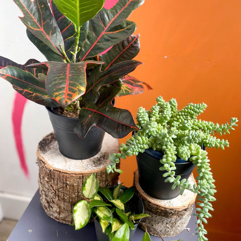 The Sunny Plant Bundle - Sprouts of Bristol