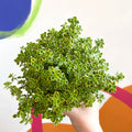 Thyme - Thymus citriodorus 'Golden Queen' - British Grown Culinary Herbs - Sprouts of Bristol
