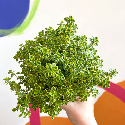Thyme - Thymus citriodorus 'Golden Queen' - British Grown Culinary Herbs - Sprouts of Bristol