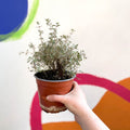Thyme - Thymus citriodorus 'Silver Posie' - British Grown Culinary Herbs - Sprouts of Bristol