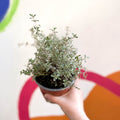 Thyme - Thymus citriodorus 'Silver Posie' - British Grown Culinary Herbs - Sprouts of Bristol