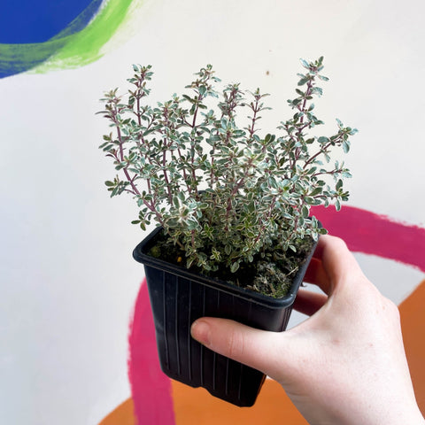 Thyme - Thymus citriodorus 'Silver Queen' - British Grown Culinary Herbs - Sprouts of Bristol