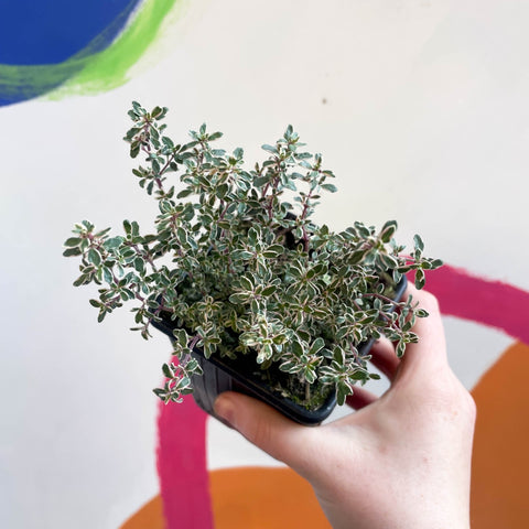 Thyme - Thymus citriodorus 'Silver Queen' - British Grown Culinary Herbs - Sprouts of Bristol