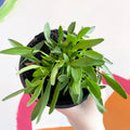 Tickseed - Coreopsis grandiflora 'Uptick Cream' - British Grown Herbaceous Perennial - Sprouts of Bristol