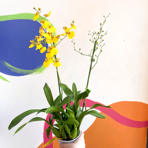 Tiger Orchid - Oncidium 'Münsterland Stern' - Sprouts of Bristol