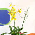 Tiger Orchid - Oncidium 'Münsterland Stern' - Sprouts of Bristol