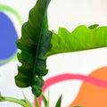 Tiger Tooth Plant - Philodendron 'Narrow Escape' - Sprouts of Bristol