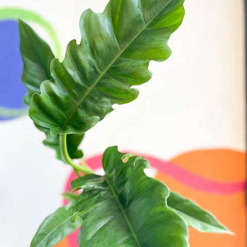 Tiger Tooth Plant - Philodendron 'Narrow Escape' - Sprouts of Bristol