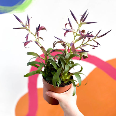 Tillandsia leiboldiana 'Mora' - Sprouts of Bristol