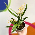 Tiny Butterfly Orchid - Oncidium flexuosum 'Twinkle White’ - Sprouts of Bristol