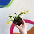 Tiny Butterfly Orchid - Oncidium flexuosum 'Twinkle Yellow’ - Sprouts of Bristol