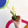Tiny Butterfly Orchid - Oncidium flexuosum 'Twinkle Yellow’ - Sprouts of Bristol