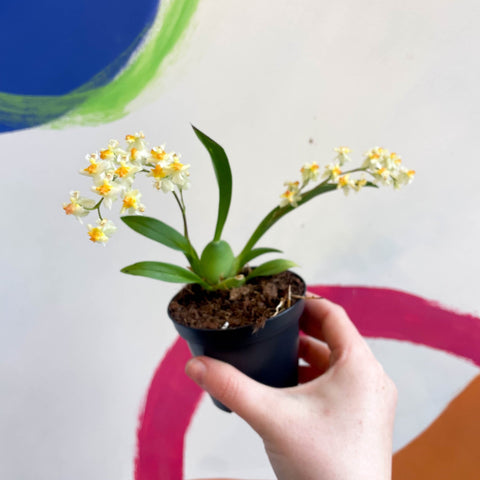 Tiny Butterfly Orchid - Oncidium flexuosum 'Twinkle Yellow’ - Sprouts of Bristol