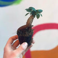 Tiny Ginseng Bonsai - Ficus microcarpa 'Ginseng' - Sprouts of Bristol