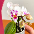 Tiny Moth Orchid - Phalaenopsis - Sprouts of Bristol