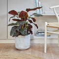 Tivoli Planter in Cement Grey - Sprouts of Bristol