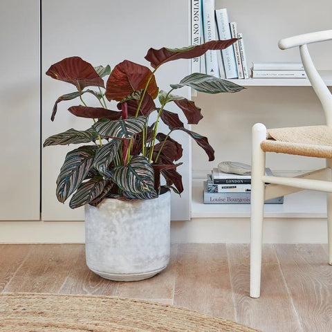 Tivoli Planter in Cement Grey - Sprouts of Bristol