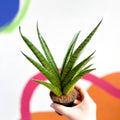Tough Lady Snake Plant - Sansevieria trifasciata - Sprouts of Bristol