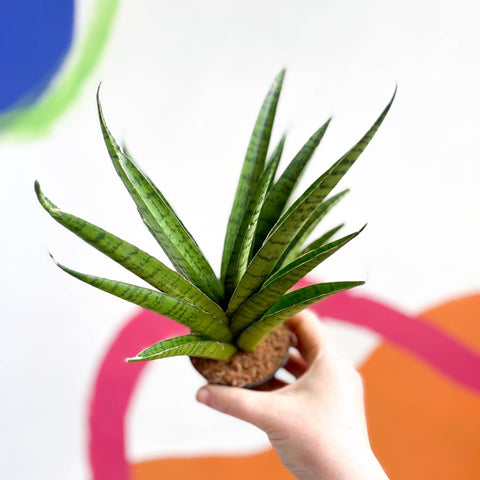 Tough Lady Snake Plant - Sansevieria trifasciata - Sprouts of Bristol