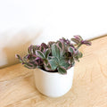 Tradescantia 'Sweetness' - Sprouts of Bristol