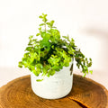 Trailing Jade - Peperomia rotundifolia 'Rondo Venetiano' - Sprouts of Bristol