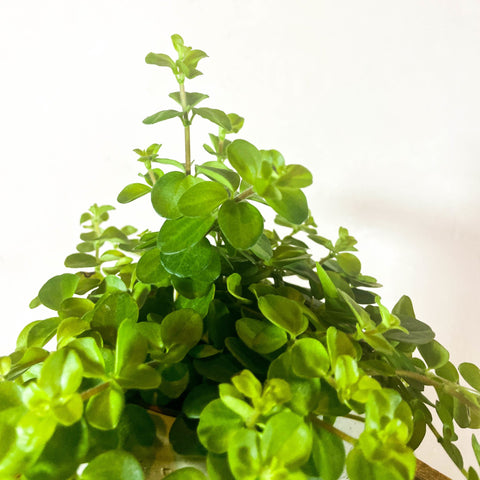 Trailing Jade - Peperomia rotundifolia 'Rondo Venetiano' - Sprouts of Bristol