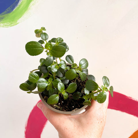 Trailing Jade Plant - Peperomia rotundifolia - British Grown - Sprouts of Bristol