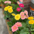 Transvaal Daisy - Gerbera - Sprouts of Bristol