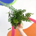 Tree Maidenhair Fern - Didymochlaena truncatula - British Grown - Sprouts of Bristol