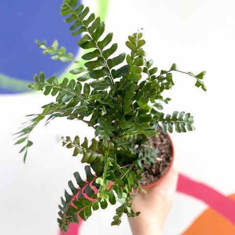 Tree Maidenhair Fern - Didymochlaena truncatula - British Grown - Sprouts of Bristol