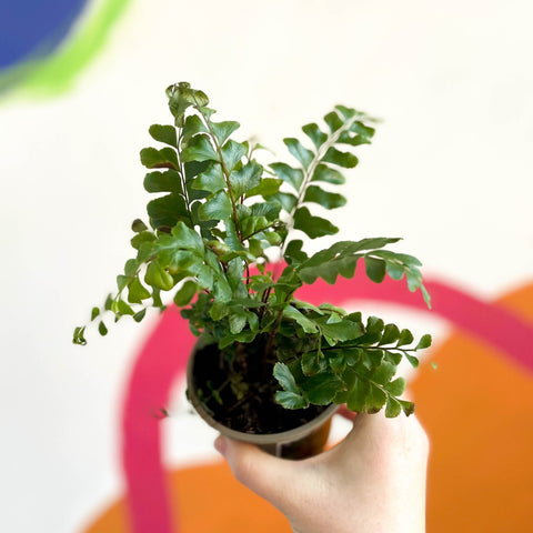 Tree Maidenhair Fern - Didymochlaena truncatula - British Grown - Sprouts of Bristol